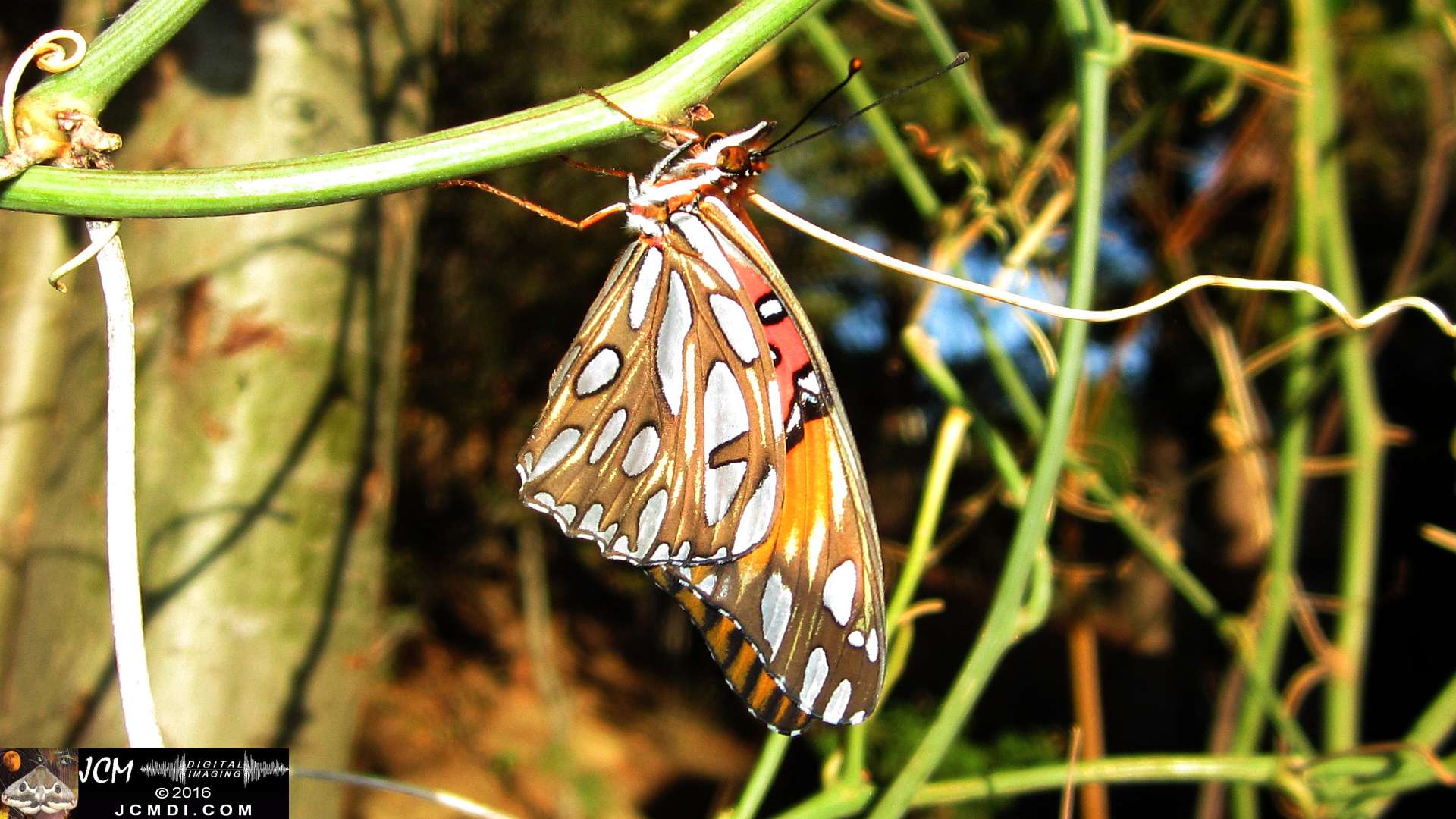 A Gulf Fritillary butterfly being released at the end of the life cycle-rearing documentary project